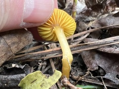 Gliophorus perplexus