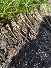 Batrachoseps gregarius