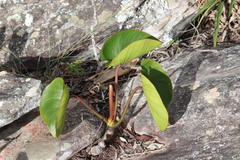 Echinodorus grandiflorus