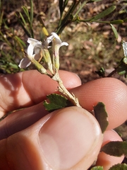 Olearia myrsinoides