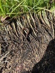 Batrachoseps gregarius