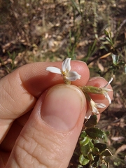 Olearia myrsinoides