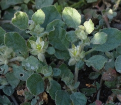 Glinus lotoides