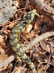 Abronia taeniata