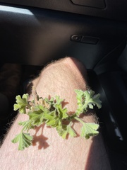 Pelargonium capitatum