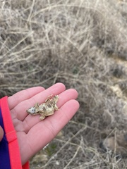 Trachemys scripta elegans