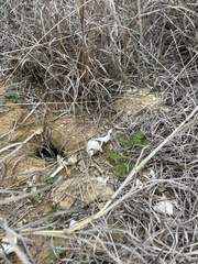 Trachemys scripta elegans