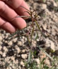 Eulobus californicus