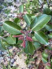 Rhus integrifolia × ovata