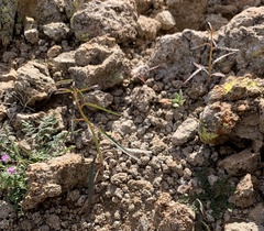 Eulobus californicus