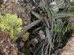 Eulobus californicus