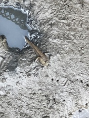 Periophthalmodon schlosseri