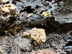 Ionomidotis irregularis