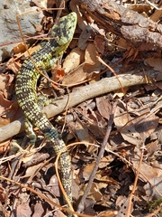 Abronia taeniata