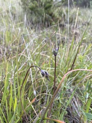 Dipterostemon capitatus