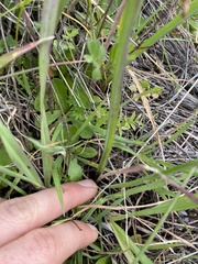 Dipterostemon capitatus