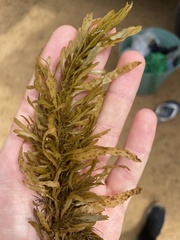 Sargassum sinclairii