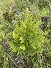 Pteridium aquilinum