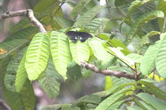 Papilio ambrax