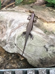 Eutropis multifasciata