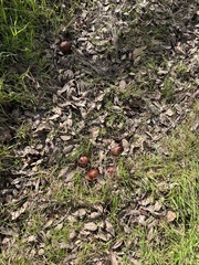 Aesculus californica