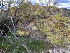 Larrea tridentata