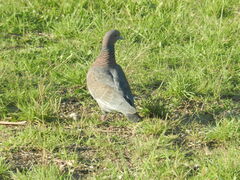 Patagioenas picazuro