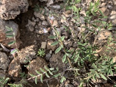 Astragalus nuttallianus