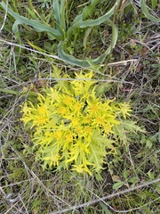 Sanicula arctopoides