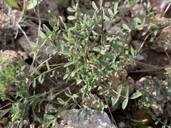 Astragalus nuttallianus