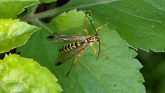 Echthromorpha