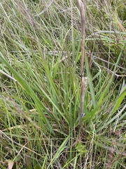 Elymus glaucus