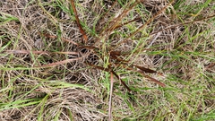 Xyris platylepis