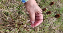 Xyris platylepis