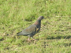 Patagioenas picazuro