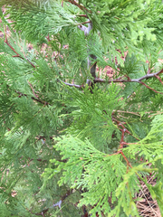 Calocedrus