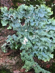 Punctelia appalachensis