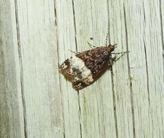 Scoparia minusculalis