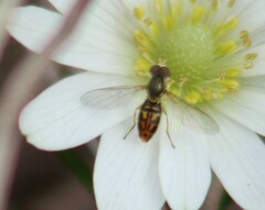 Toxomerus marginatus