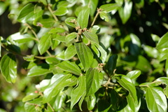 Cryptocarya triplinervis pubens