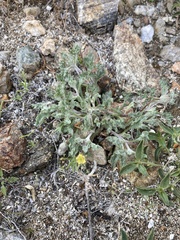 Trichoptilium incisum