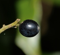 Cryptocarya triplinervis pubens