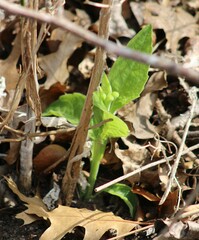 Verbesina virginica