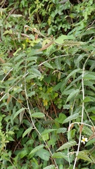 Rubus swinhoei