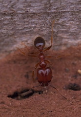 Pheidole crassicornis