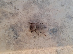 Gonocephalum reticulatum