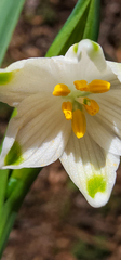 Leucojum aestivum