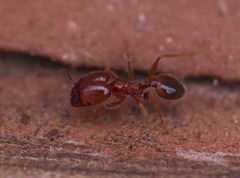 Pheidole crassicornis