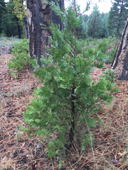 Calocedrus