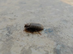 Gonocephalum reticulatum